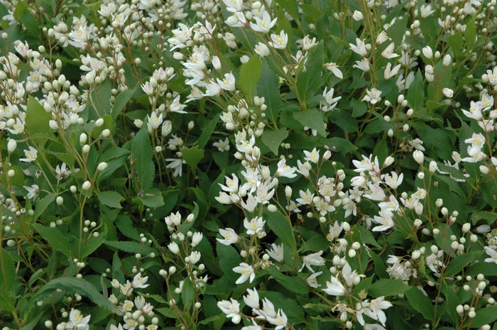 Dwarf Deutzia - Deutzia crenata 'Nikko' from How Sweet It Is