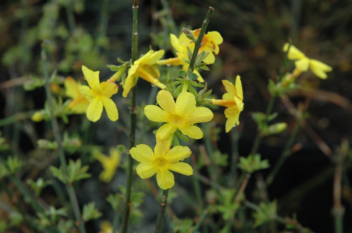 Winter Jasmine - Jasminum nudiflorum from How Sweet It Is