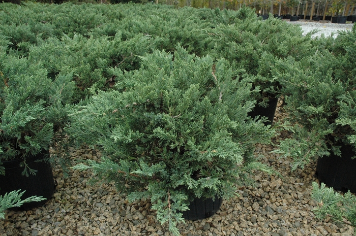 Juniper - Juniperus davurica 'Expansa' ('Parsonii') from How Sweet It Is