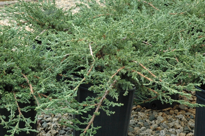 Juniper - Juniperus chinensis 'Sargentii' from How Sweet It Is