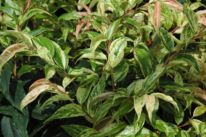 Leucothoe - Leucothoe fontanesiana 'Girard's Rainbow' from How Sweet It Is