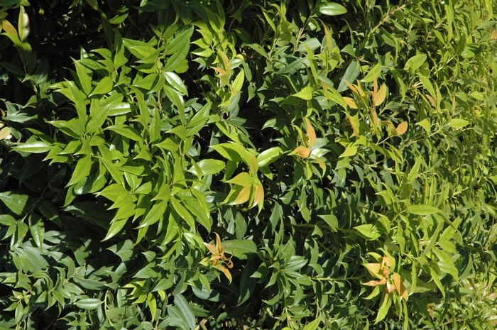 Leucothoe - Leucothoe populifolia 'Florida' from How Sweet It Is