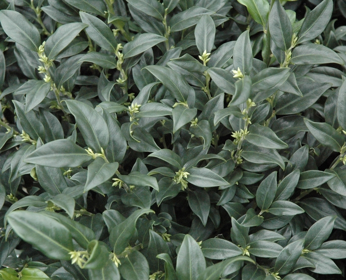 Sweet Box - Sarcococca hookeriana var humilis from How Sweet It Is