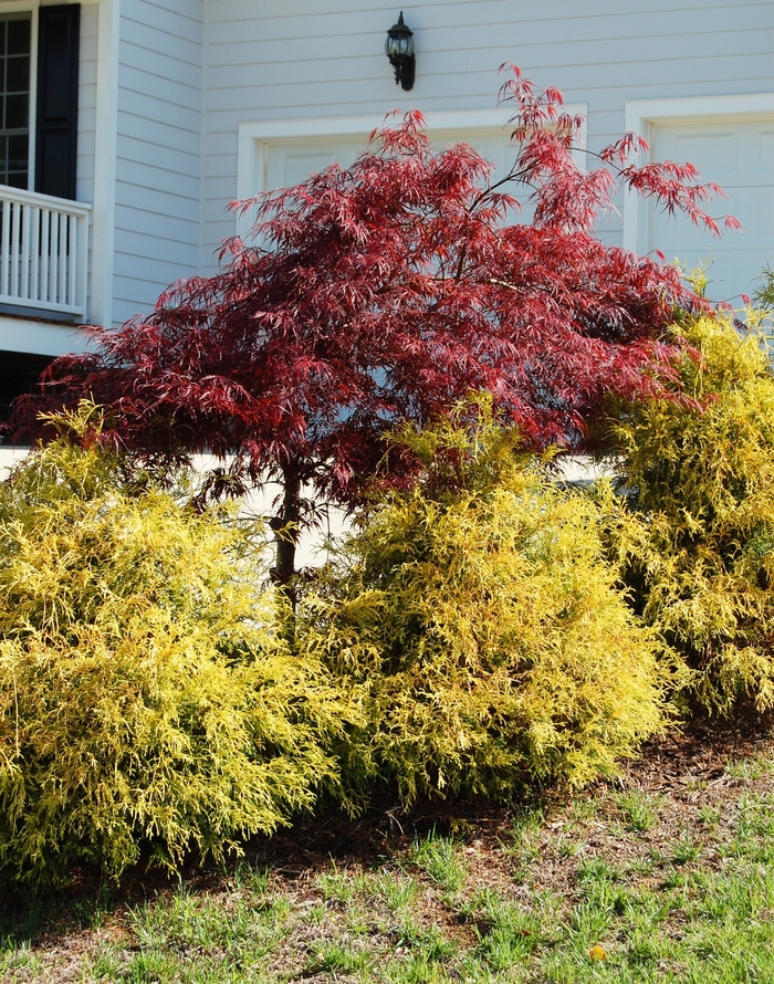 Golden Mop Cypress - Chamaecyparis pisifera 'Golden Mop' from How Sweet It Is