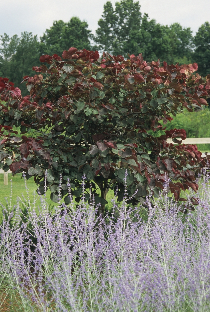 Redbud - Cercis canadensis 'Forest Pansy' from How Sweet It Is