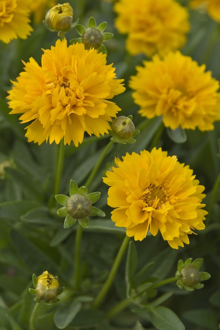  Early Sunrise Tickseed - Coreopsis grandiflora from How Sweet It Is