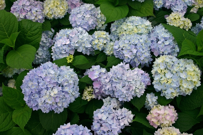 The Original Bigleaf Hydrangea - Hydrangea macrophylla 'Bailmer' from How Sweet It Is