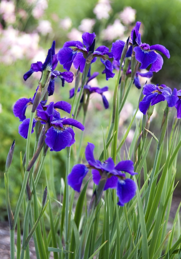 Siberian Iris - Iris sibirica 'Ceasars Brother' from How Sweet It Is