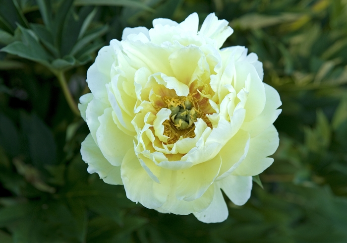 'Bartzella' - Paeonia hybrid from How Sweet It Is