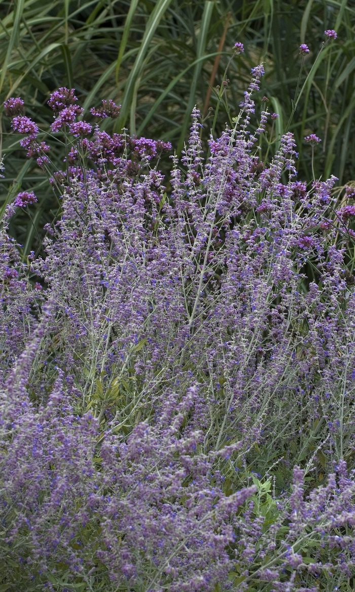  'Little Spire' - Perovskia atriplicifolia from How Sweet It Is