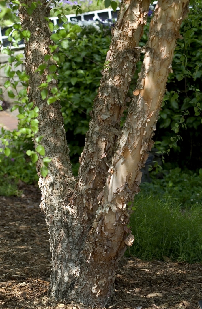 River Birch - Betula nigra from How Sweet It Is