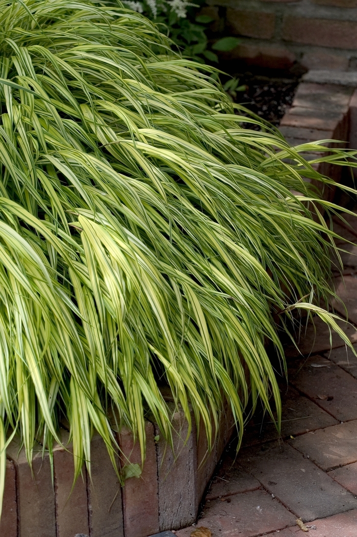 Hakon grass - Hakonechloa macra 'Aureola' from How Sweet It Is