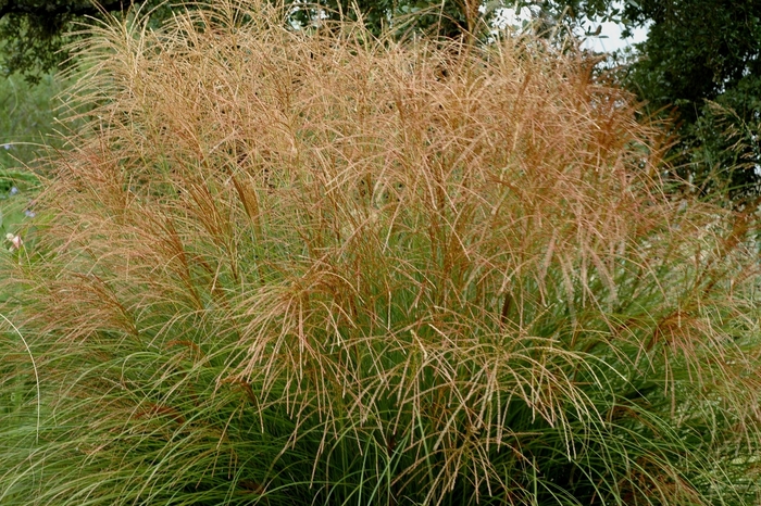 Maiden Grass - Miscanthus sinensis 'Gracillimus' from How Sweet It Is