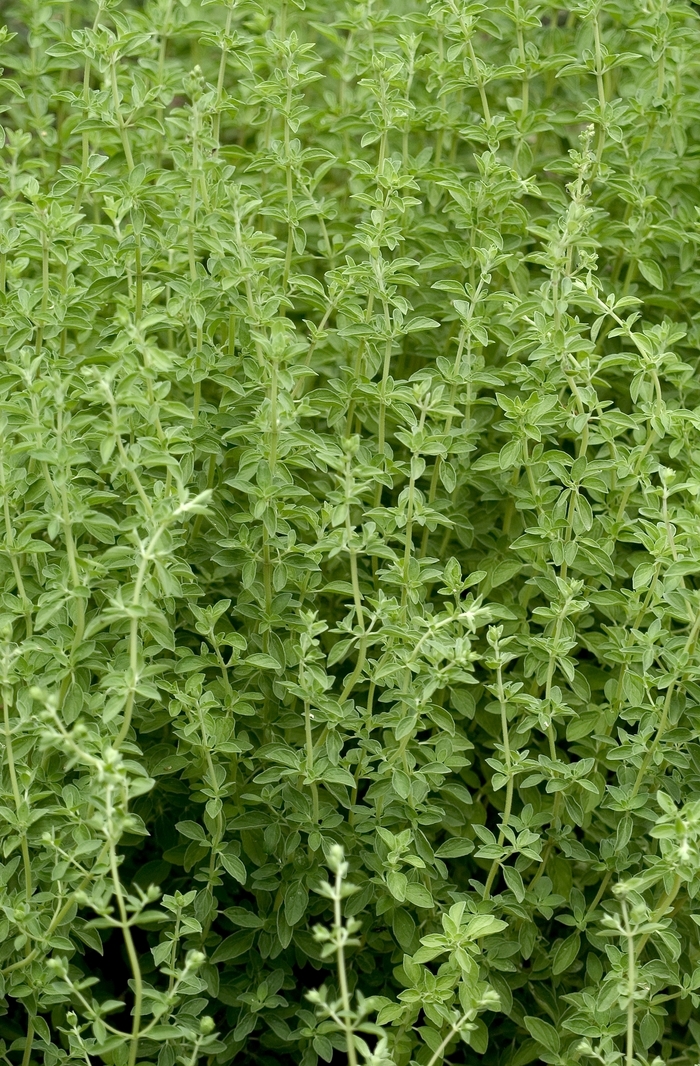 Sweet Marjoram - Origanum majorana from How Sweet It Is