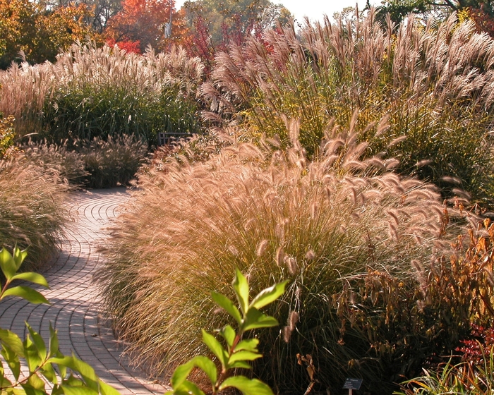 Fountain Grass - Pennisetum alopecuroides from How Sweet It Is