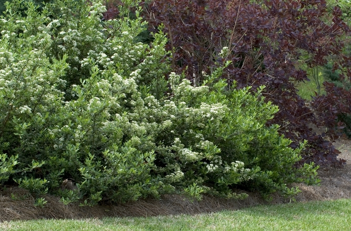 Pyracantha Firethorn - Pyracantha coccinea 'Mojave' from How Sweet It Is