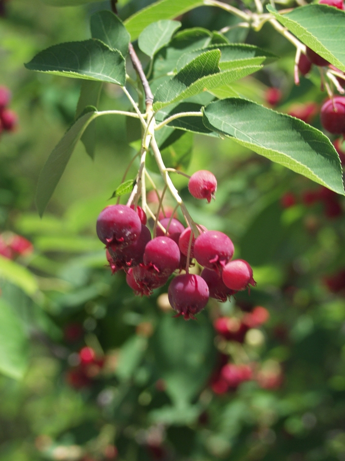 Serviceberry - Amelanchier x grandiflora 'Autumn Brilliance™' from How Sweet It Is