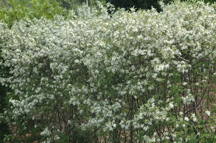 Chokeberry - Aronia arbutifolia 'Brilliantissima' from How Sweet It Is