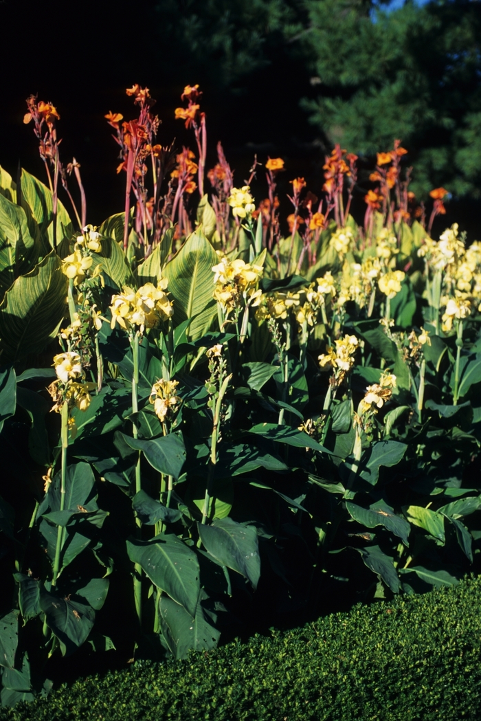 Canna Lily - Multiple Varieties from How Sweet It Is