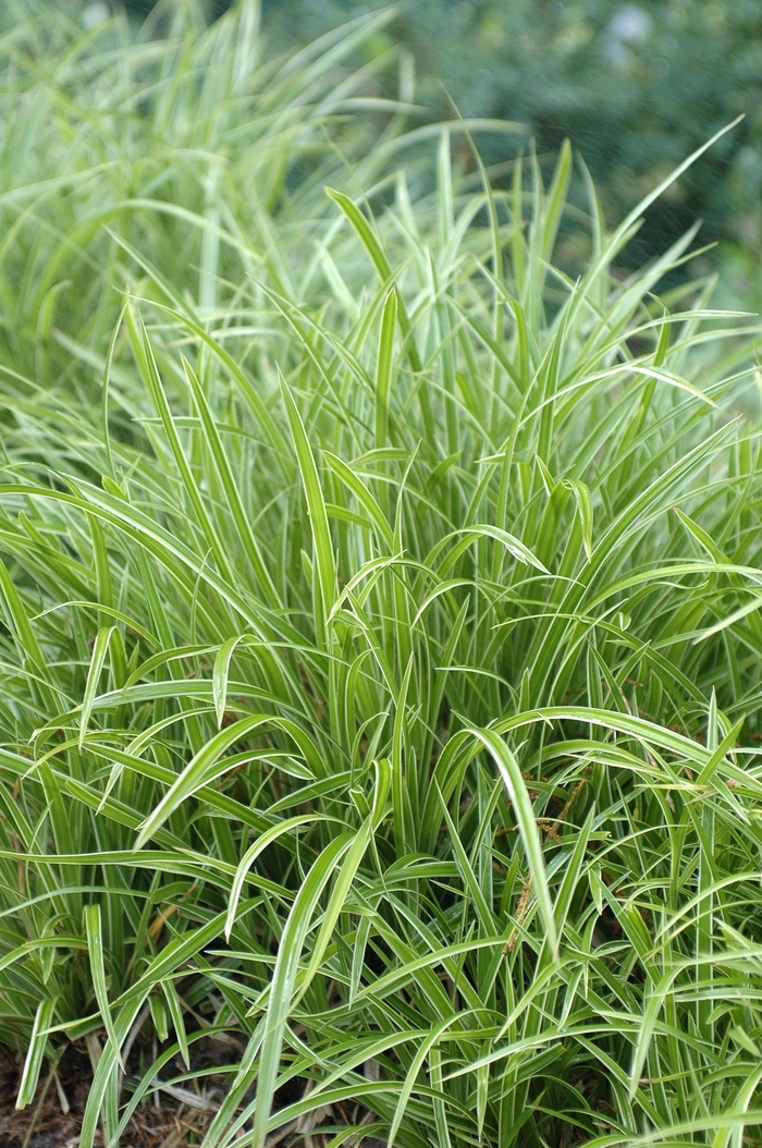 'Ice Dance' - Carex morrowii from How Sweet It Is