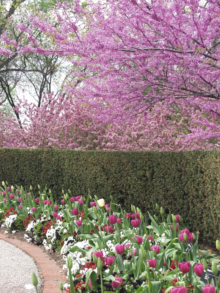 Redbud - Cercis canadensis 'Eastern' from How Sweet It Is