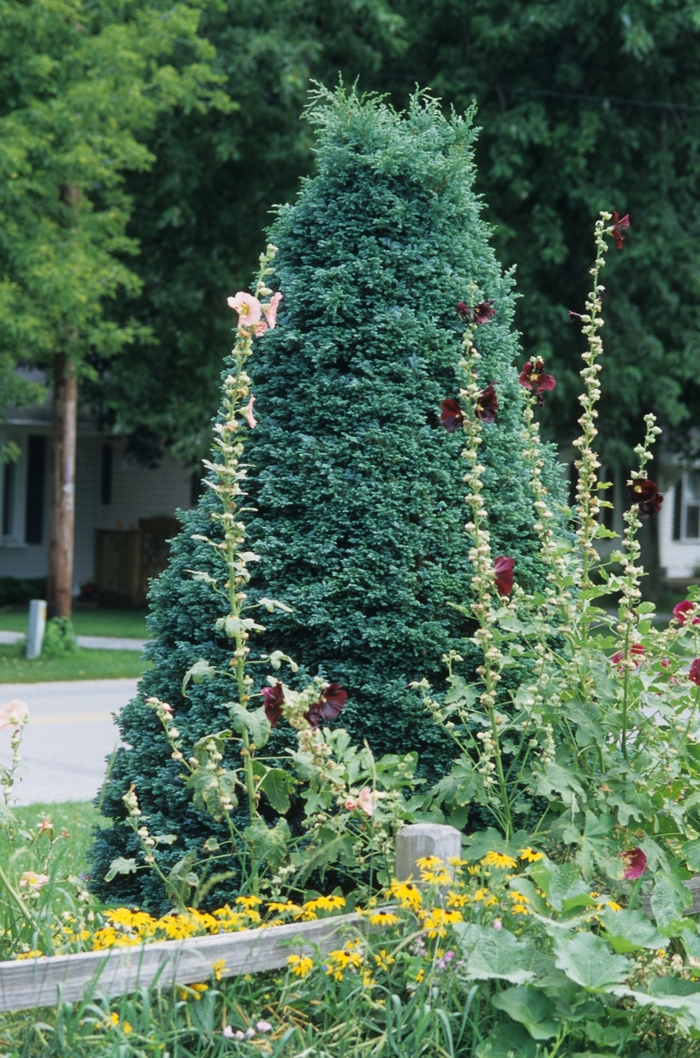 'Boulevard' - Chamaecyparis pisifera from How Sweet It Is