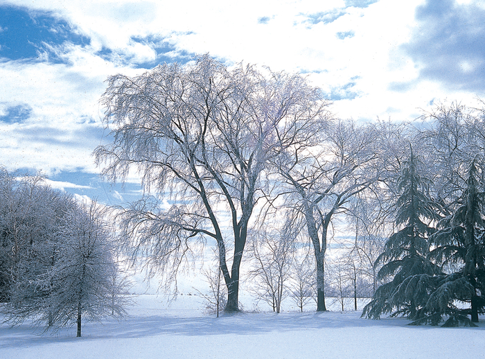 Elm - Ulmus americana from How Sweet It Is