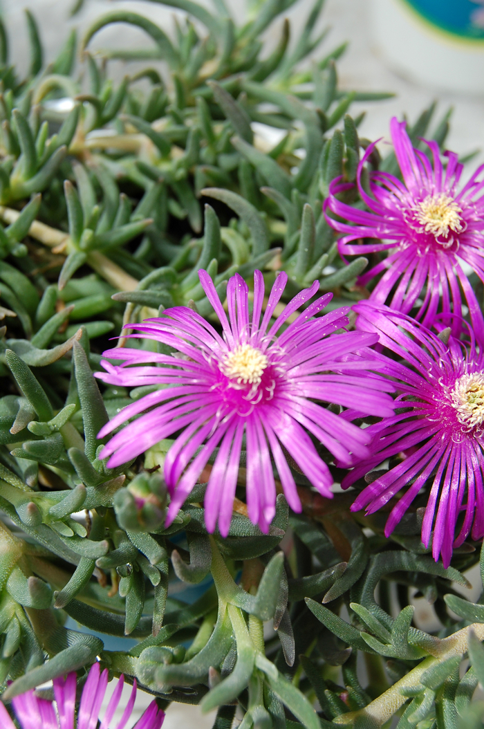 Ice Plant-Purple - Delosperma cooperi from How Sweet It Is