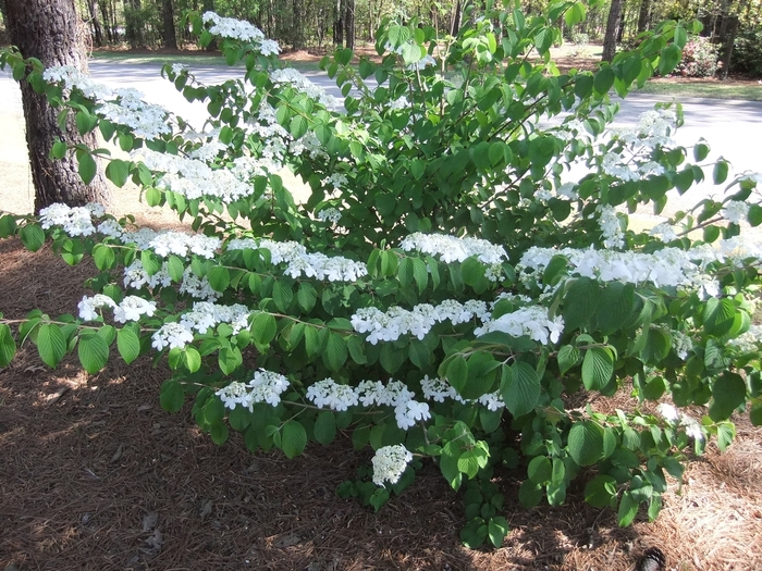 Viburnum - Viburnum plicatum v. tomentosum 'Shasta' from How Sweet It Is