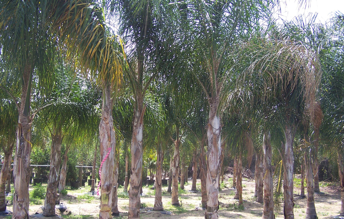 Palm - Arecastrum romanzoffianum 'Queen' from How Sweet It Is