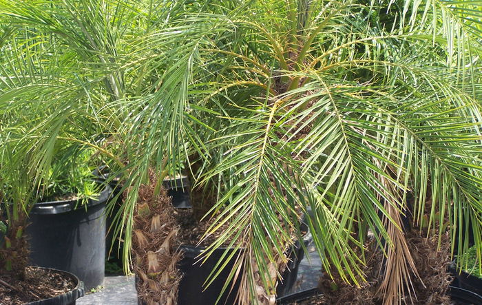 Palm - Phoenix roebelenii 'Pygmy Date' from How Sweet It Is