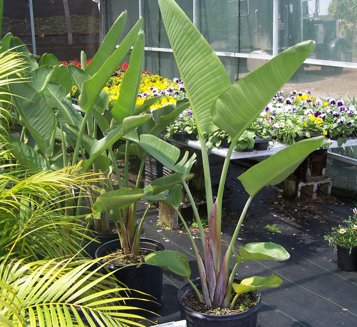 Giant White Bird of Paradise - Strelitzia nicolai from How Sweet It Is