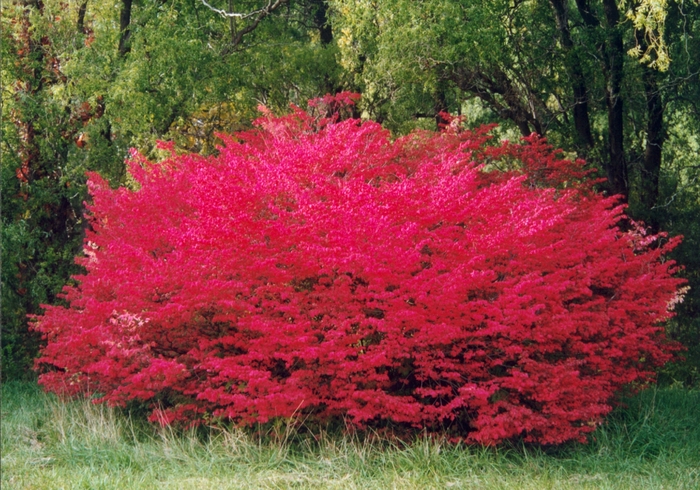 Burning Bush - Euonymus alatus 'Compactus' from How Sweet It Is