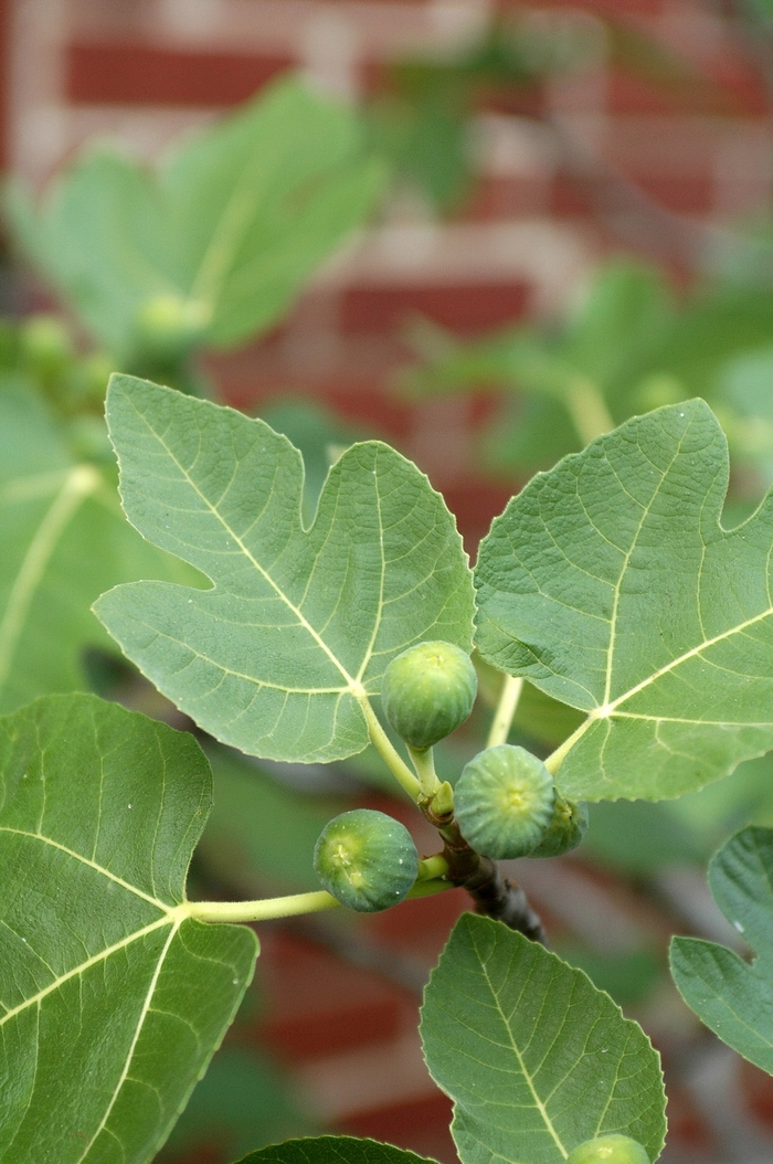 Fig Tree - Ficus carica 'Brown Turkey' from How Sweet It Is