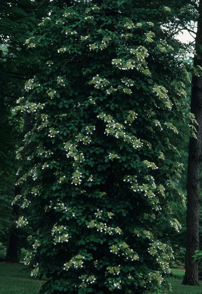 Hydrangea Climbing - Hydrangea anomala subsp. petiolaris from How Sweet It Is