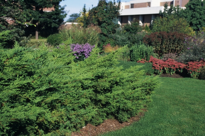 Juniper - Juniperus chinensis 'Wilhelm Pfitzeriana' from How Sweet It Is