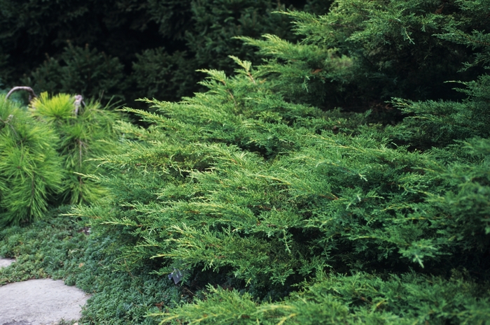 Juniper - Juniperus chinensis 'Pfitzeriana Aurea' from How Sweet It Is