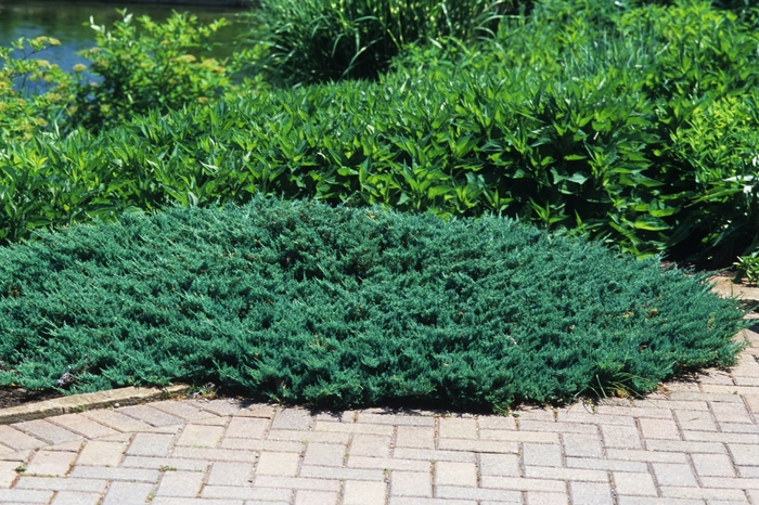 Juniper - Juniperus horizontalis 'Blue Chip' from How Sweet It Is