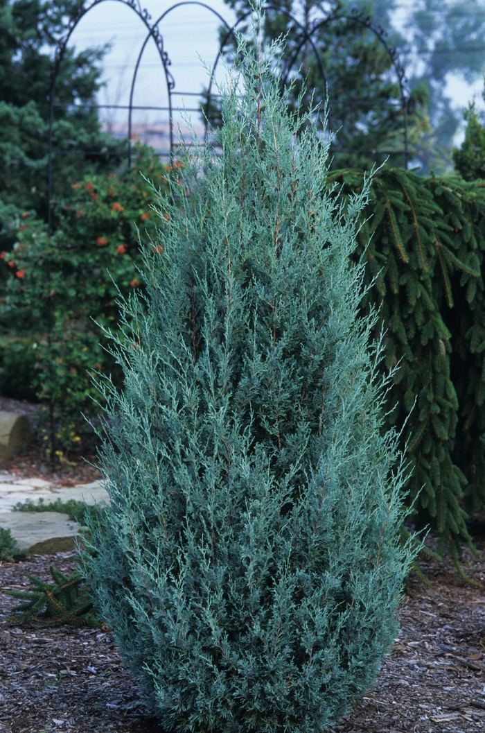 Juniper - Juniperus scopulorum 'Wichita Blue' from How Sweet It Is