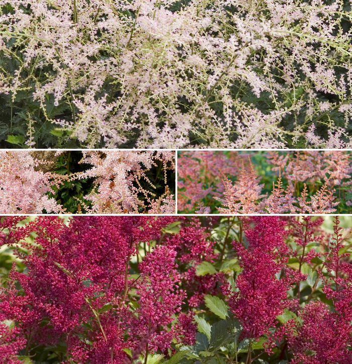 False Spirea - Astilbe - Multiple Varieties from How Sweet It Is