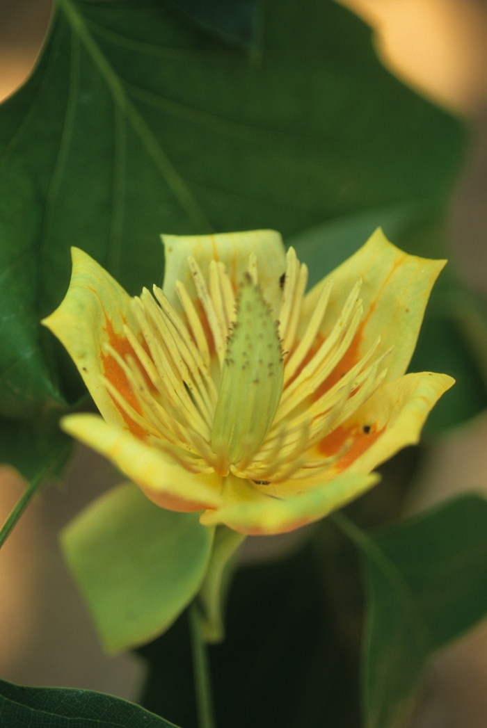 Tulip Poplar - Liriodendron tulipfera from How Sweet It Is