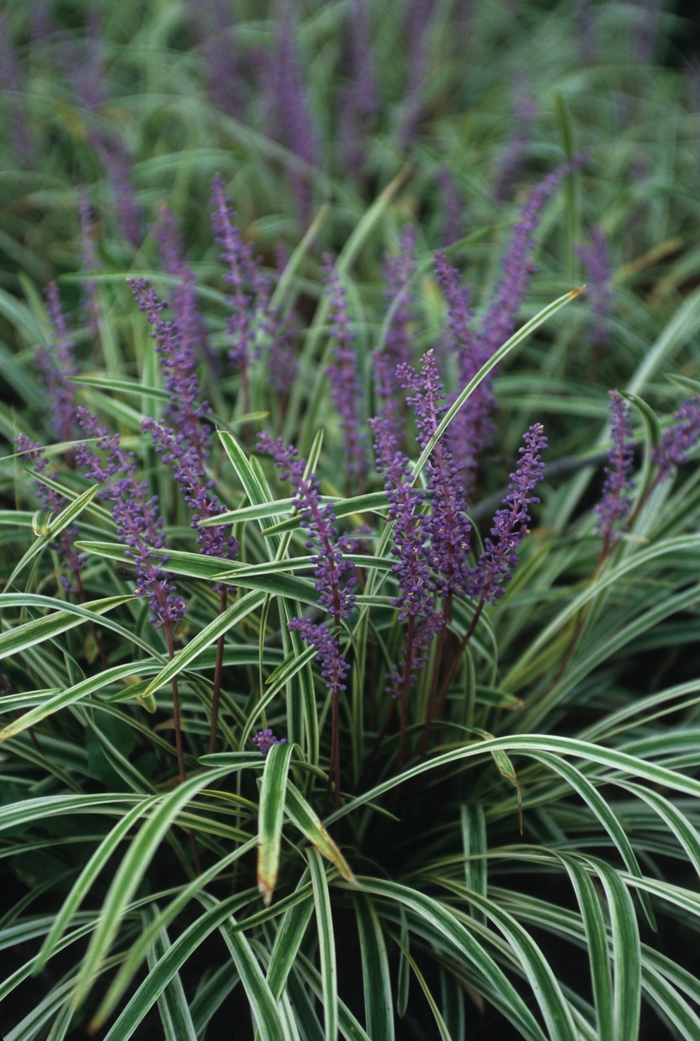 Liriope Variegated - Liriope muscari ''Variegata'' from How Sweet It Is