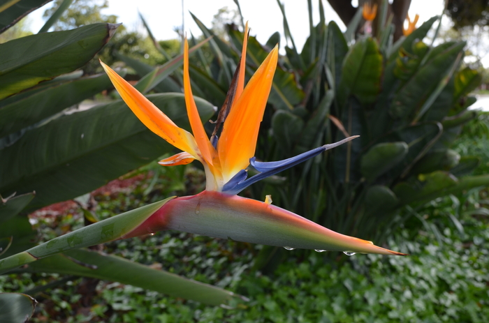 Tropical Bird of Paradise - Strelitzia reginae from How Sweet It Is