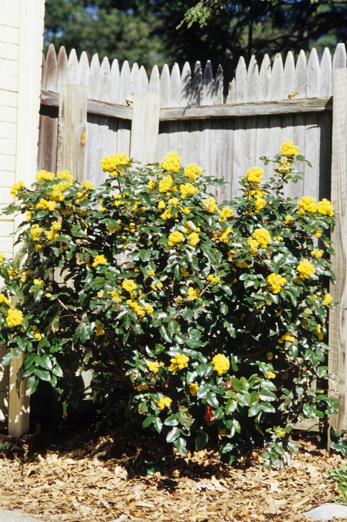 Mahonia - Mahonia aquifolium from How Sweet It Is