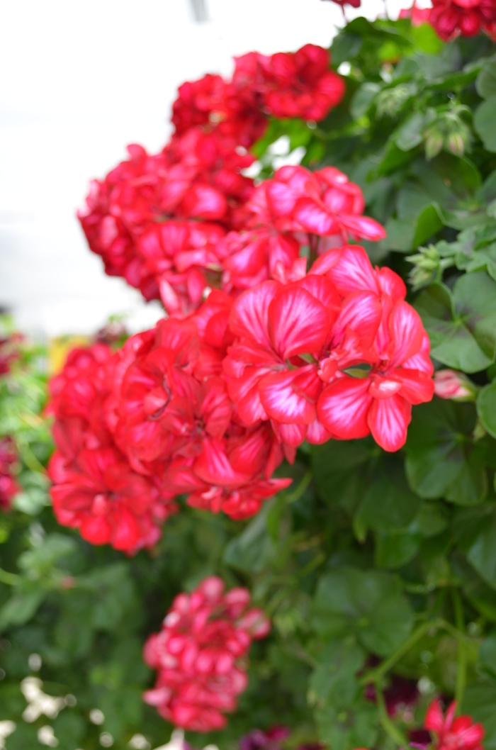 Geranium - Pelargonium hybrid Precision™ Red Ice from How Sweet It Is