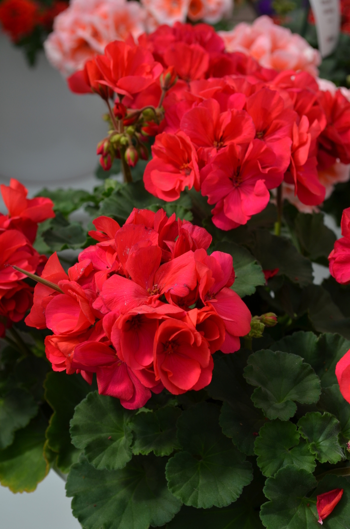 Geranium - Pelargonium x hortorum Moonlight™ Dark Fuchsia from How Sweet It Is