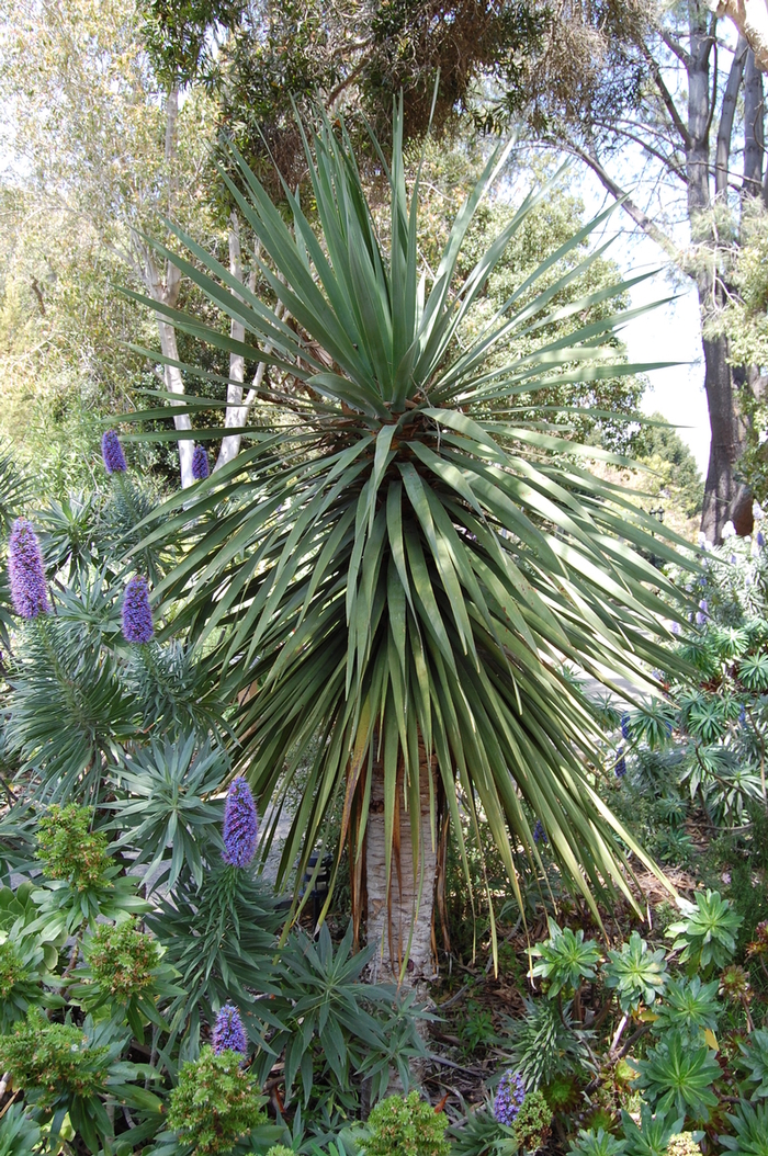 Dragon Tree - Dracaena draco from How Sweet It Is