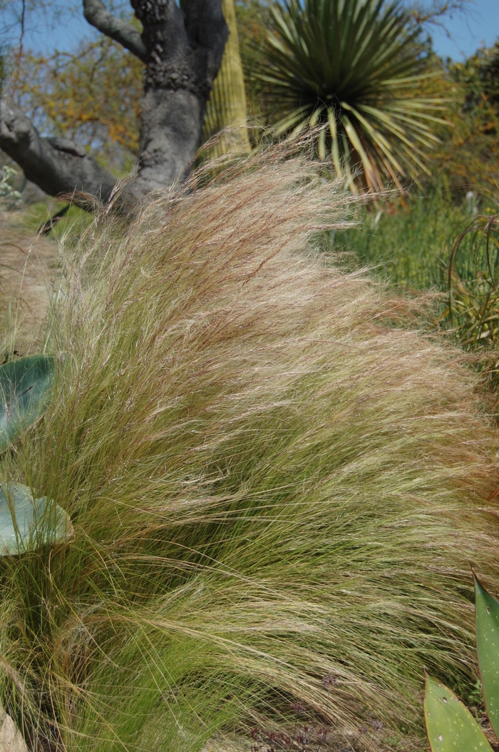 Mexican Feather Grass - Nassella tenuissima from How Sweet It Is