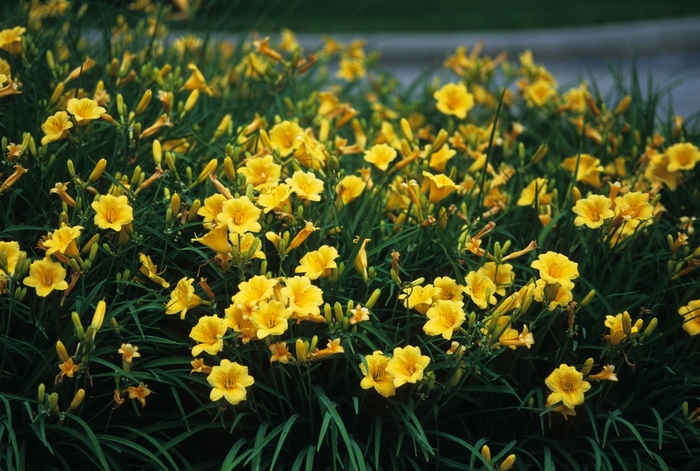 Daylily - Hemerocallis 'Stella d' Oro' from How Sweet It Is