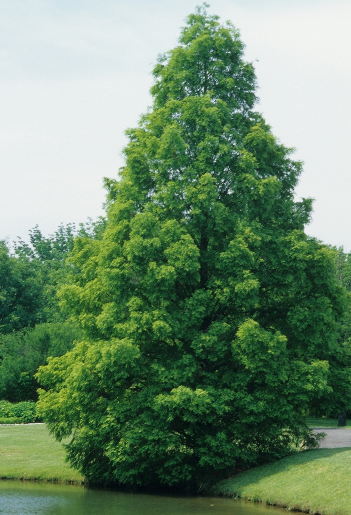 Dawn Redwood - Metasequoia glyptostroboides from How Sweet It Is